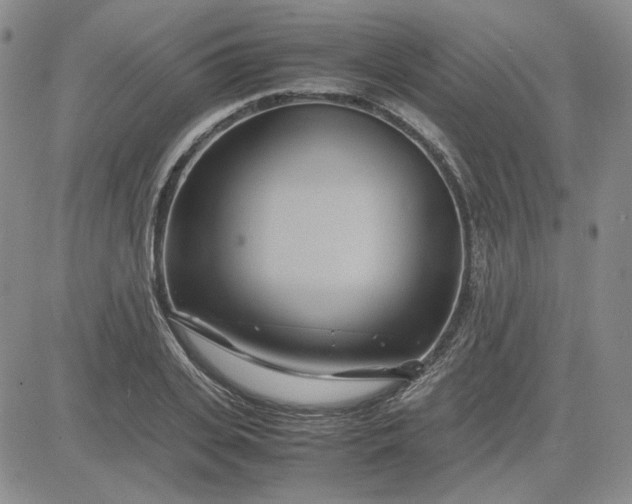 X0000083620935200702260950