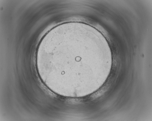 X0000083620950200702260950