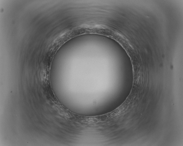 X0000083620966200702260949