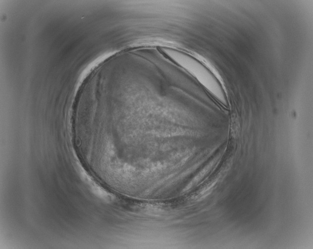 X0000083620995200702260949