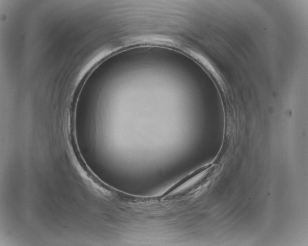 X0000083620999200702260949