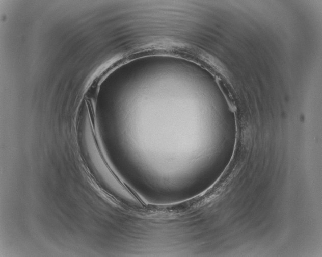 X0000083621026200702260948