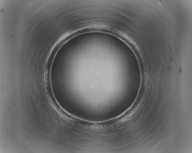 X0000083621029200702260948