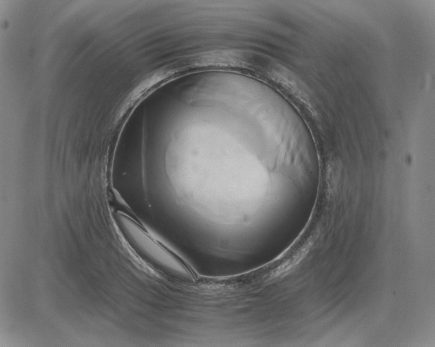 X0000083621033200702260948