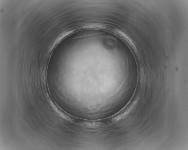 X0000083621041200702260948