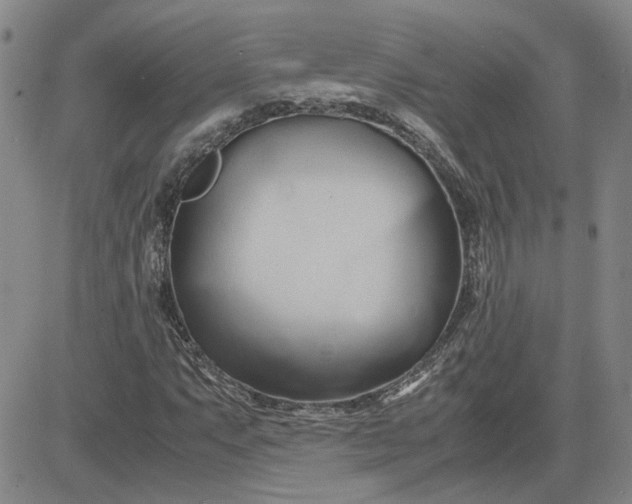 X0000083621063200702260948