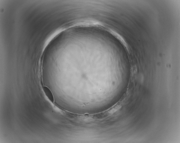 X0000083621103200702260947