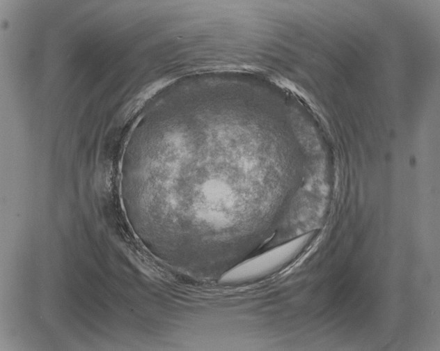 X0000083621161200702260946