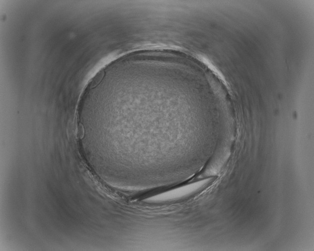 X0000083621173200702260946