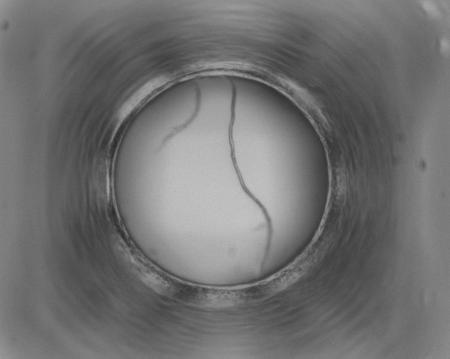 X0000083621274200702260944