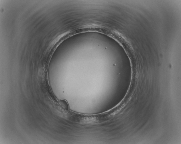 X0000083621313200702260943