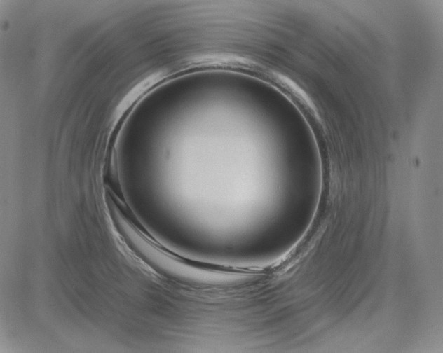 X0000083621330200702260943