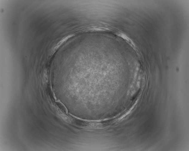 X0000083621353200702260943