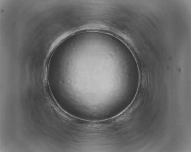 X0000083621366200702260942