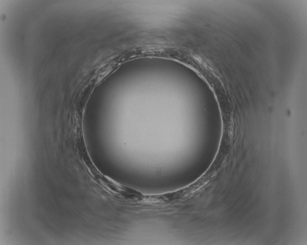 X0000083621445200702260941