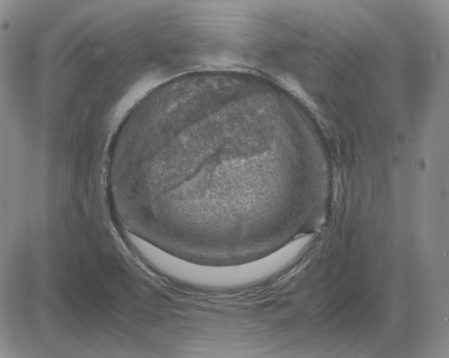 X0000083621463200702260941