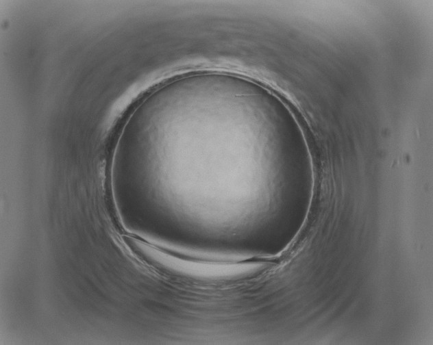 X0000083621503200702260940