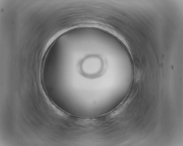 X0000083621533200702260940