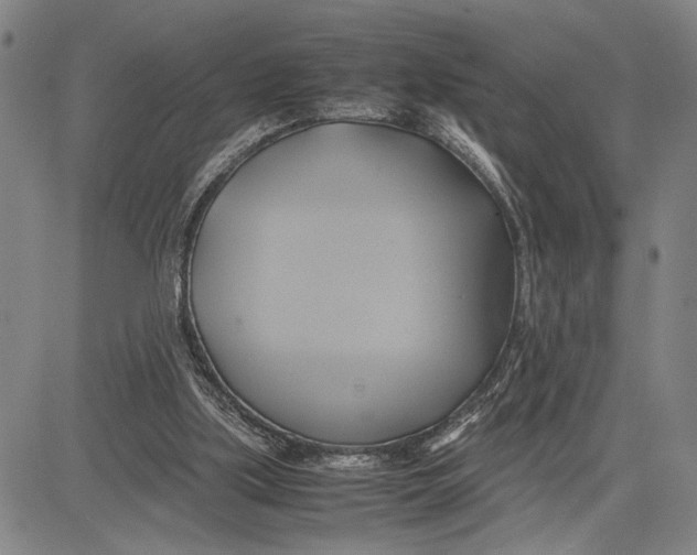 X0000083620059200703051620