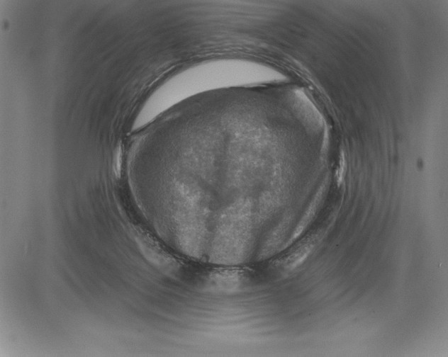 X0000083620076200703051620