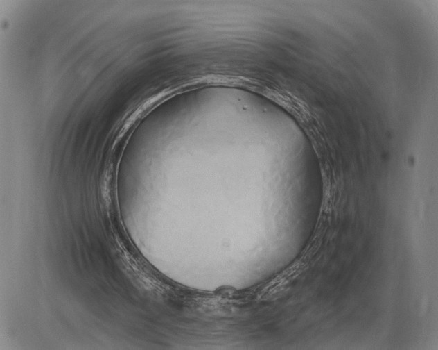 X0000083620098200703051619