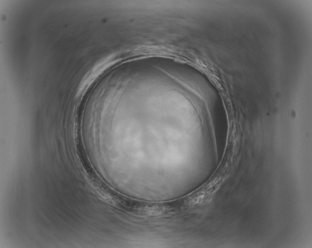 X0000083620103200703051619