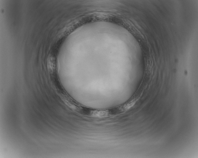 X0000083620135200703051619