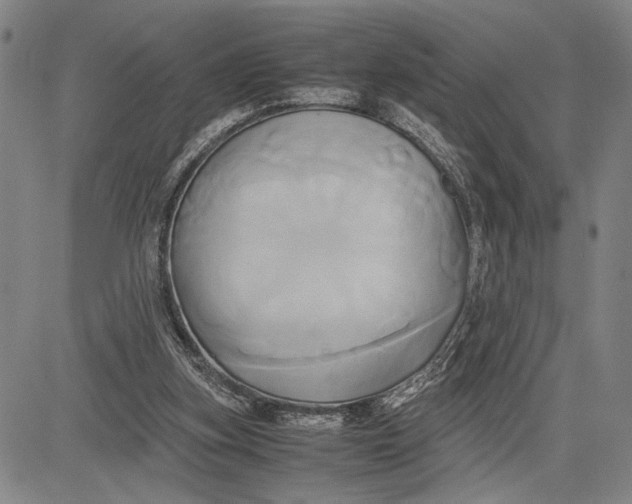 X0000083620155200703051618