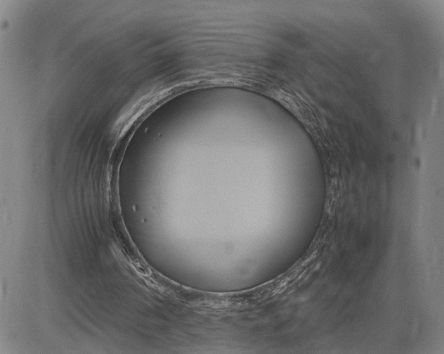 X0000083620194200703051618