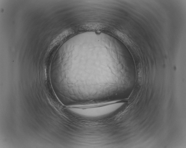 X0000083620254200703051616