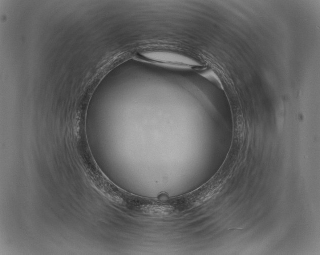 X0000083620255200703051617