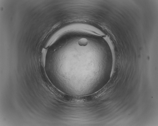 X0000083620260200703051617