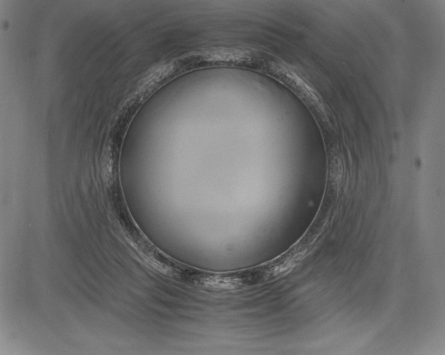 X0000083620261200703051617