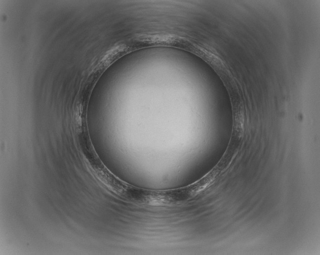 X0000083620264200703051617