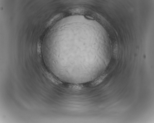 X0000083620282200703051617