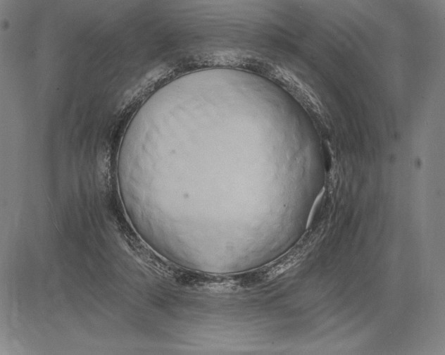 X0000083620306200703051616