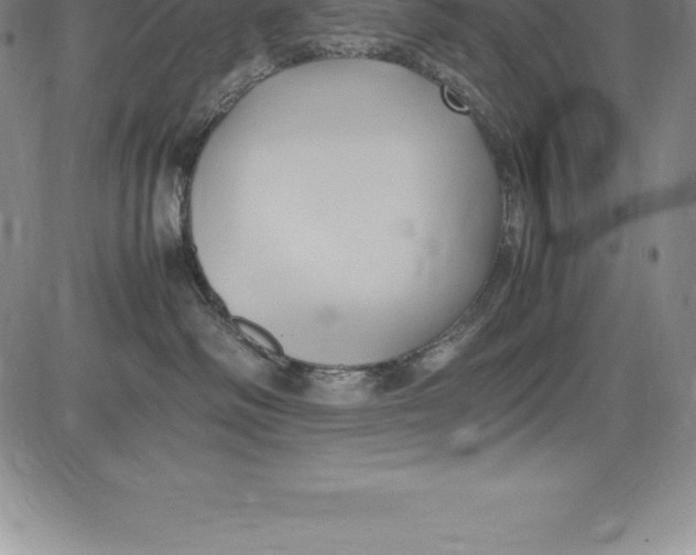 X0000083620334200703051616