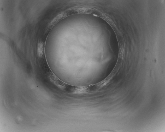 X0000083620335200703051615