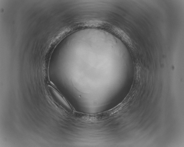 X0000083620354200703051615