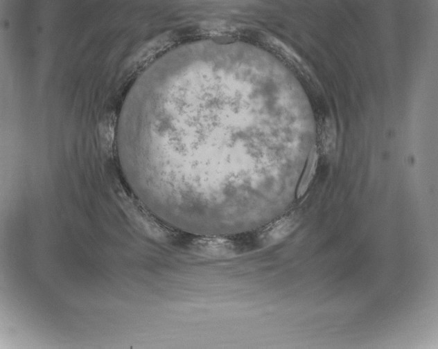 X0000083620427200703051614