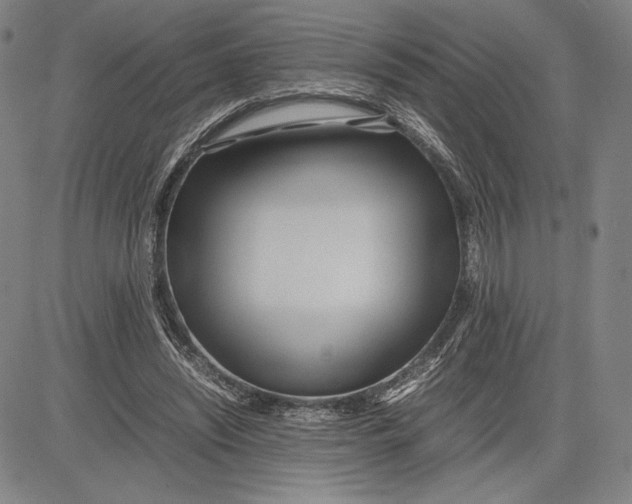 X0000083620444200703051613