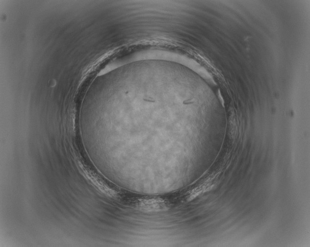 X0000083620446200703051613