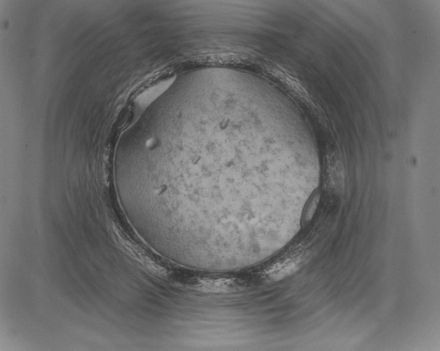 X0000083620450200703051613