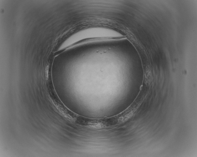 X0000083620454200703051613