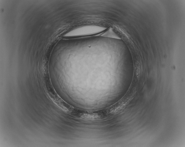 X0000083620455200703051613