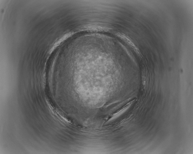 X0000083620488200703051613