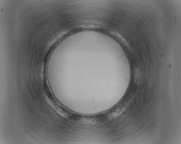 X0000083620490200703051613