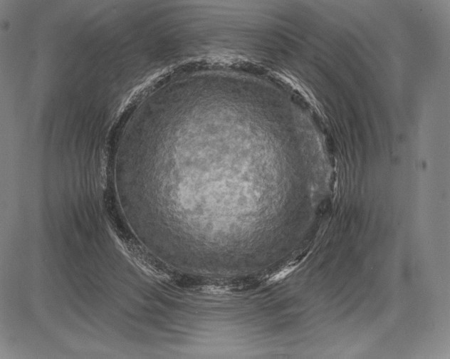 X0000083620496200703051613