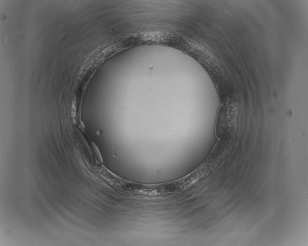 X0000083620502200703051613