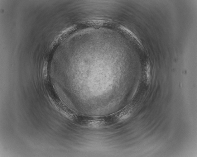 X0000083620504200703051613